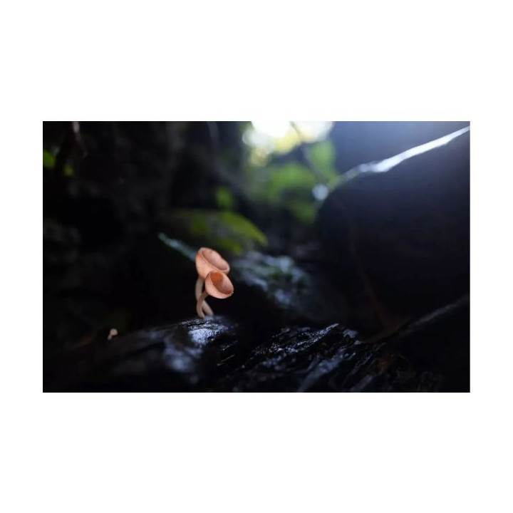 Canon 7023C006 - RF 20mm F1.4 L VCM